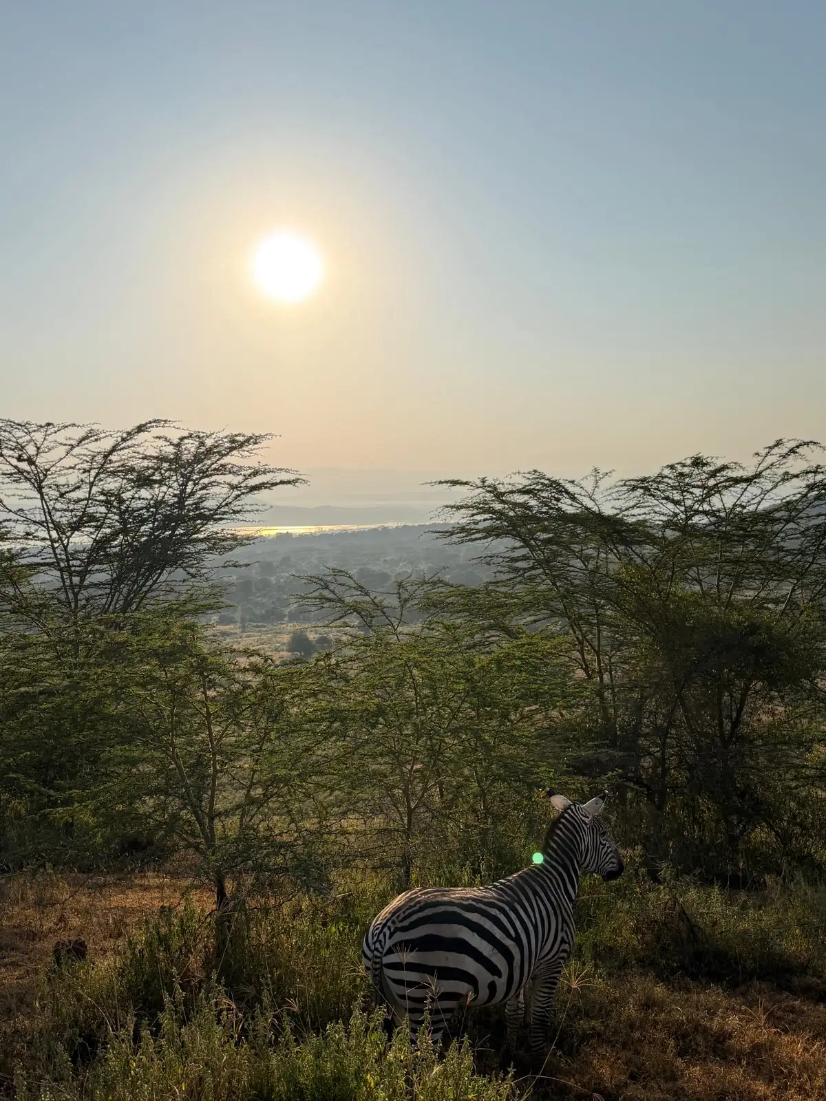 Zebra at sunrise above the Rift Valley acacia