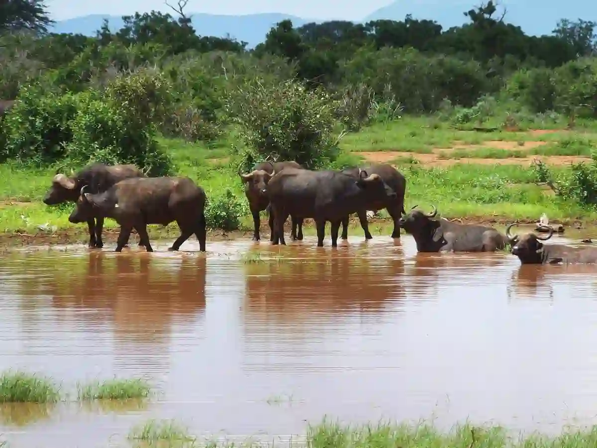 A herd of Cape buffalo wading through a green waterhole in Tsavo East National Park