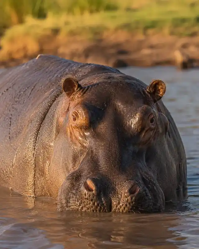 Hippo surfacing in the Mara River at golden light