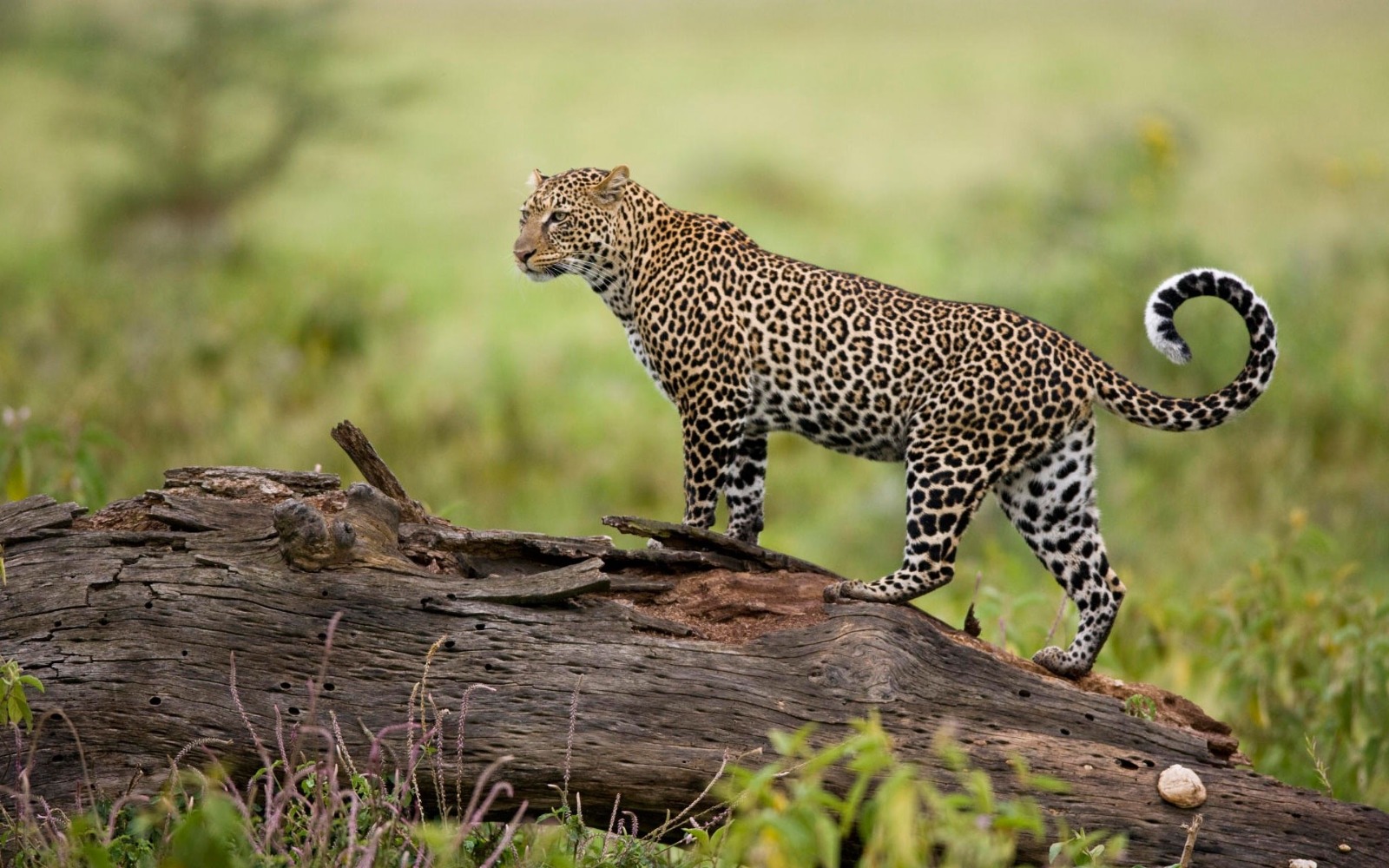 Mammals of the Maasai Mara, Wild encounters