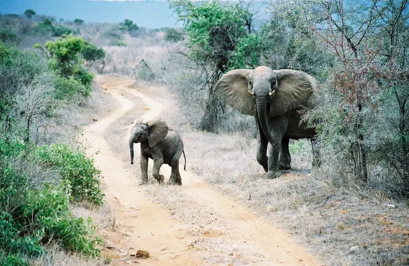African elephant and calf moving through thorny bush in Tsavo East