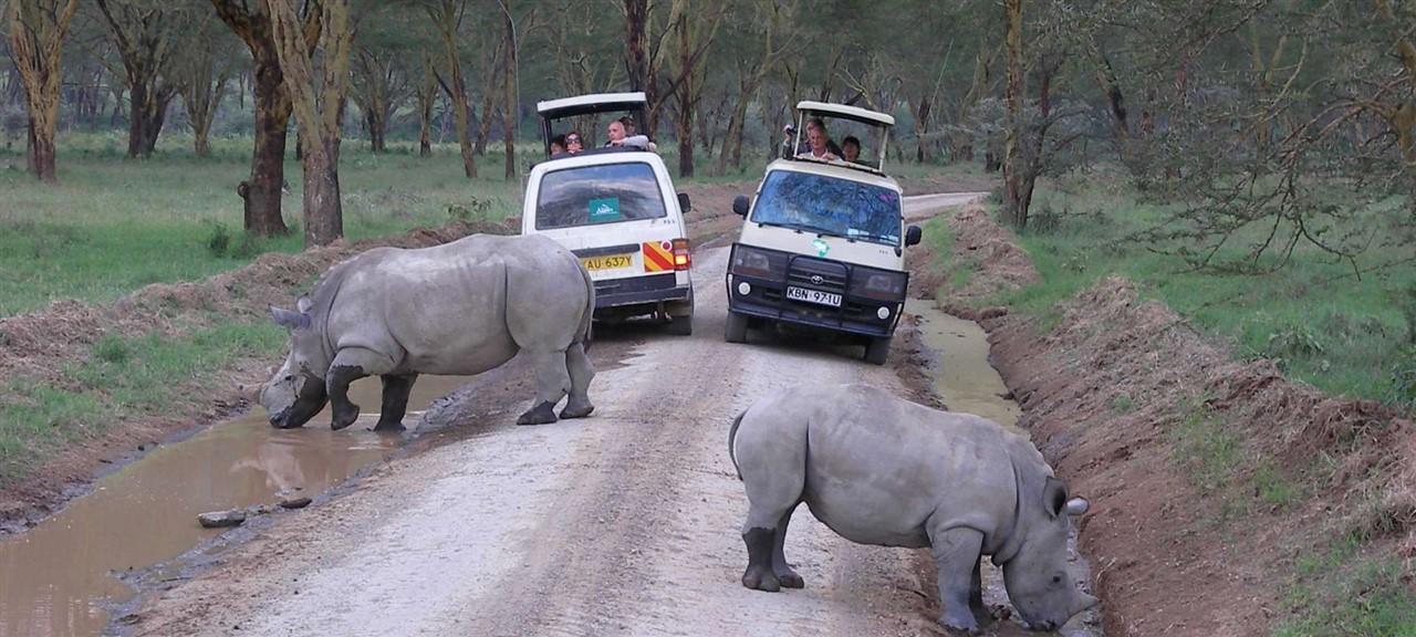 Rhinos beside a safari vehicle in Lake Nakuru