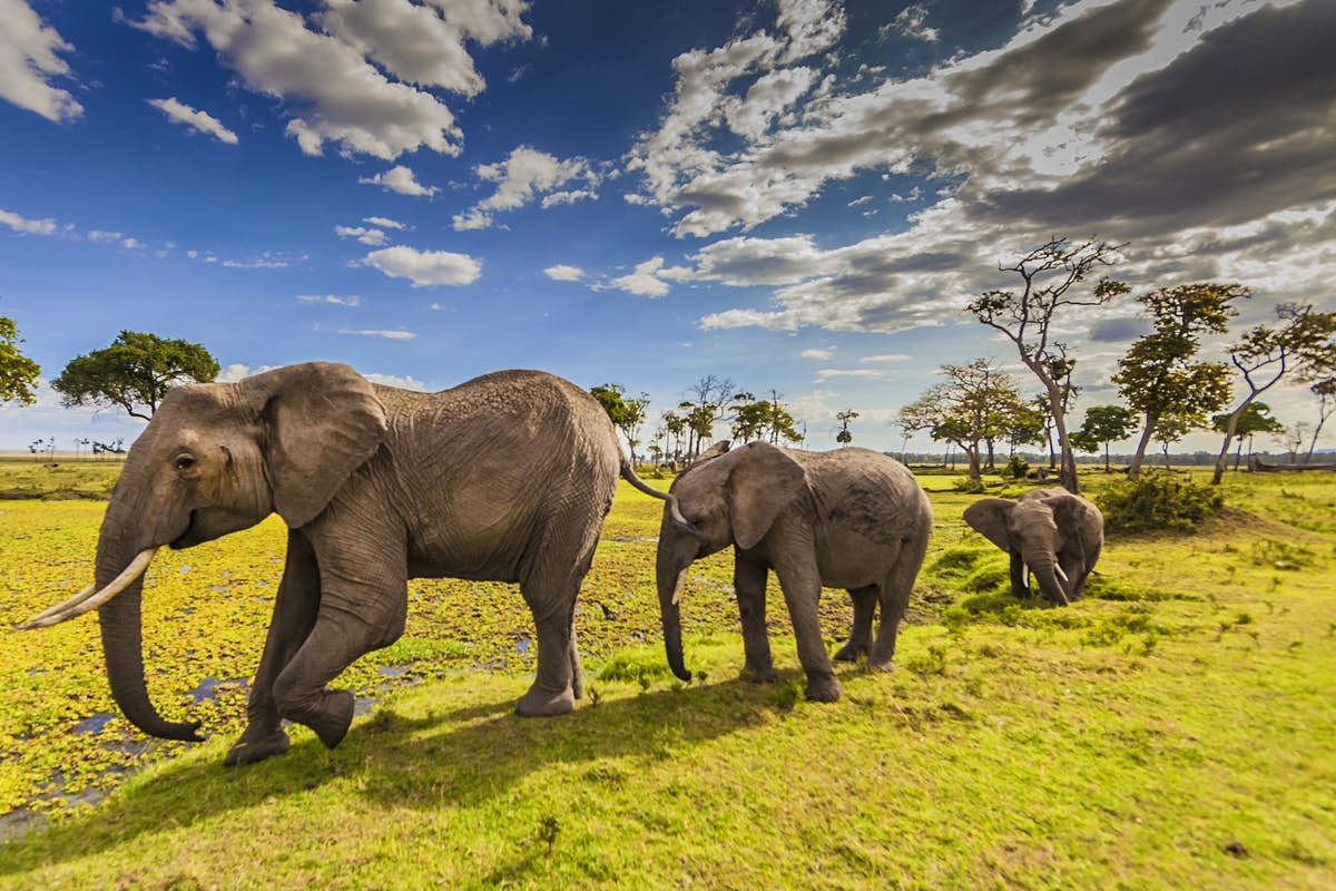 Mammals of the Maasai Mara, Wild encounters