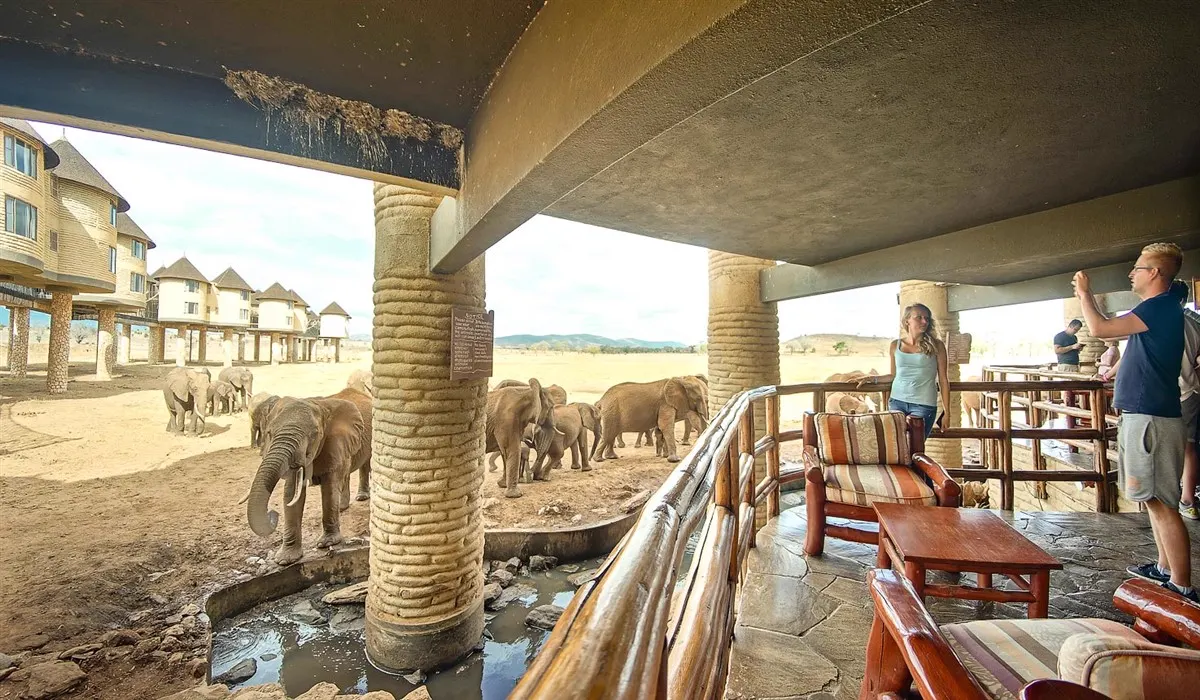Guests watching elephants drink from the waterhole at eye level from the lodge's lower deck