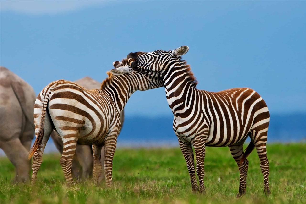 Animals of Lake Nakuru, Rare · Close · Remarkable