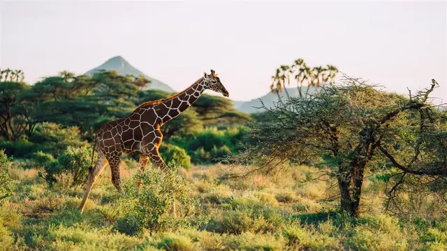 Reticulated giraffe walking through green bush below the Samburu hills