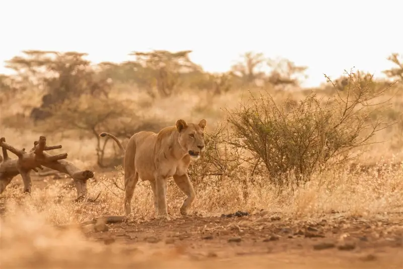 Lioness walking through golden grass at sunrise in Tsavo East