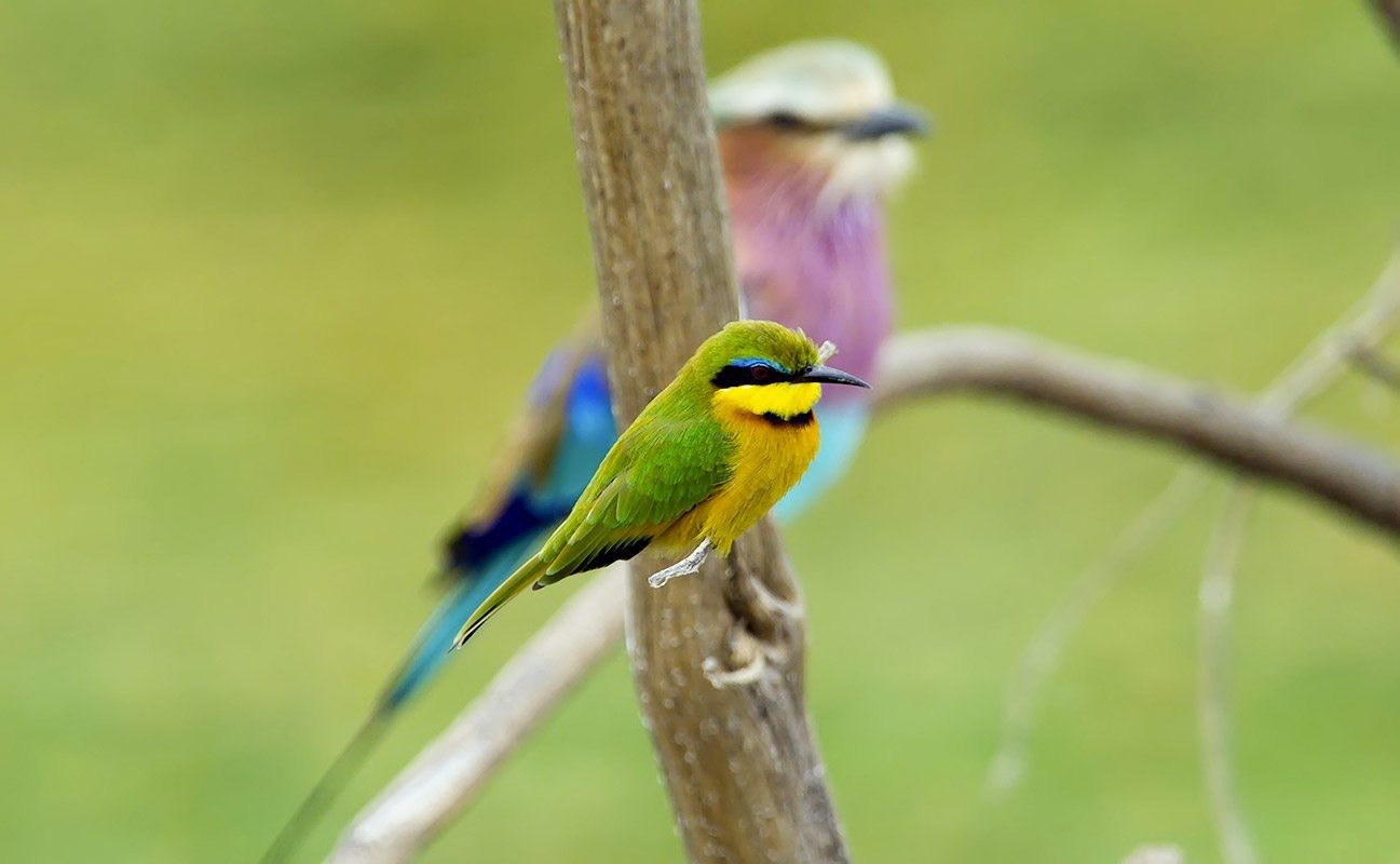 Birds of the Maasai Mara, Feathers · Colour · Flight