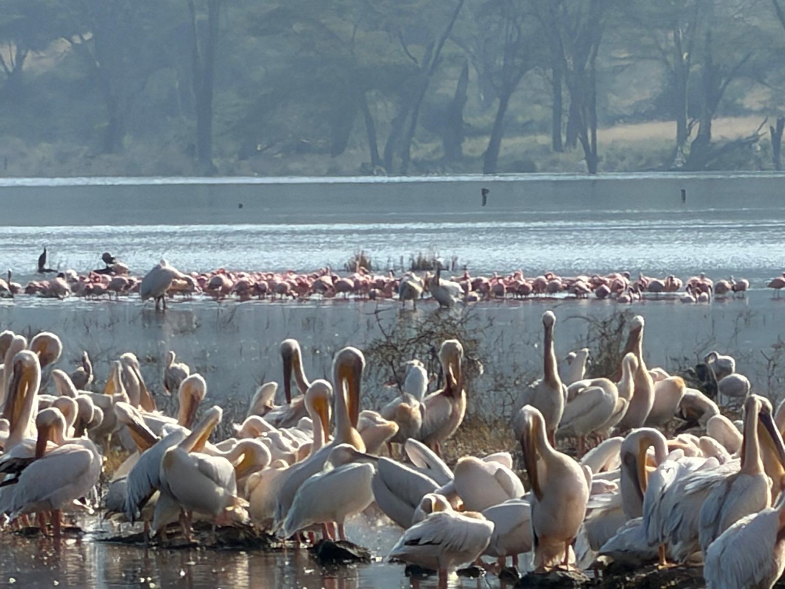 Great white pelicans and lesser flamingos on the shoreline of Lake Nakuru