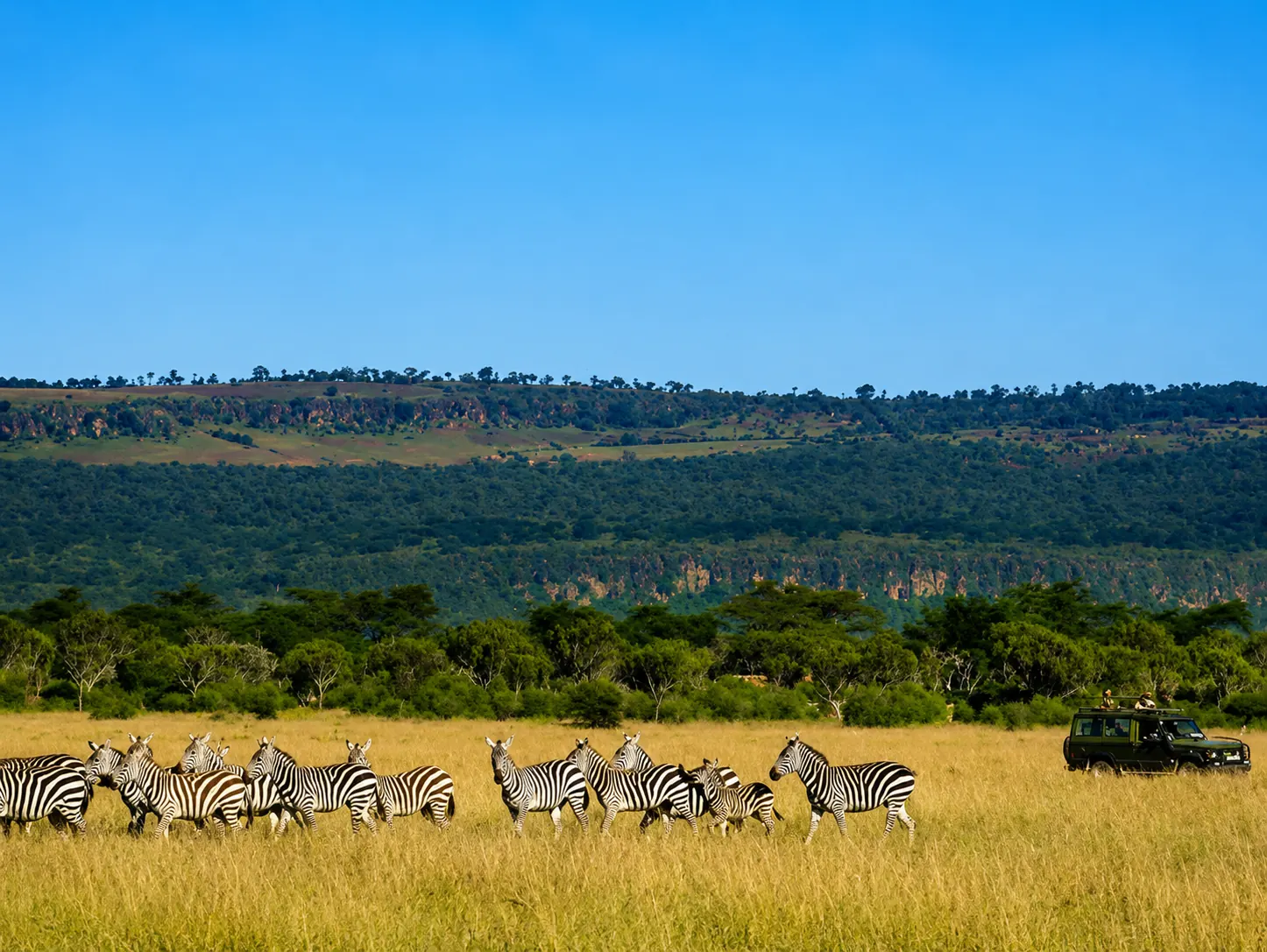Zebra herd grazing with a safari vehicle beyond