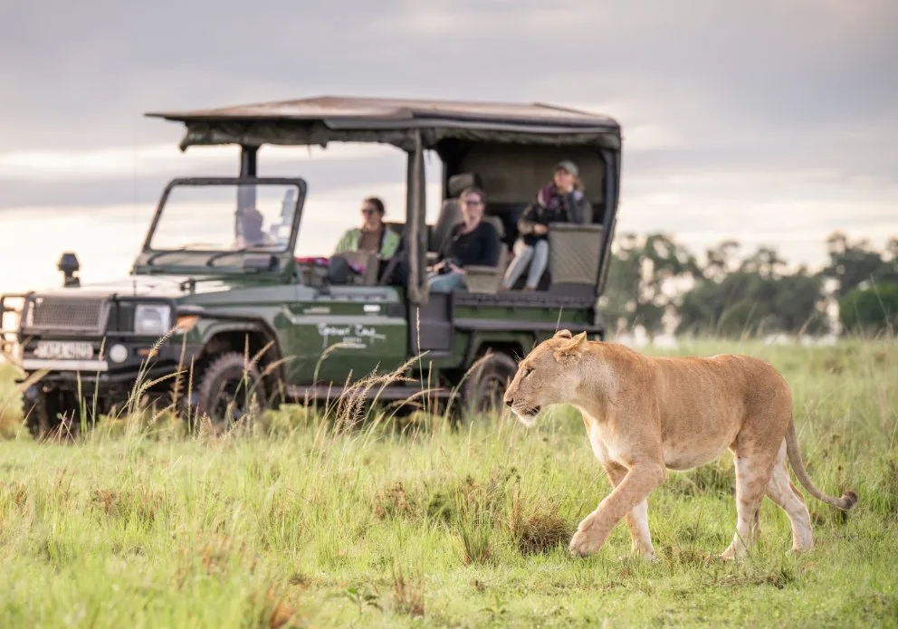 Guests in an open Governors Camp safari vehicle watching a lioness walk through the grass in the Masai Mara