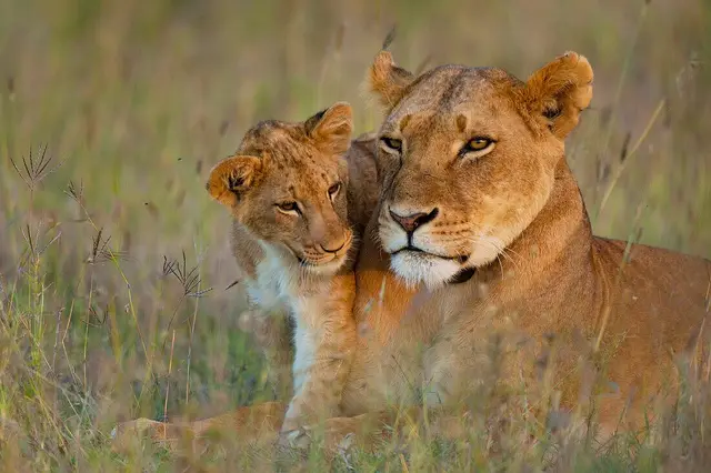 Lioness resting in the grass with her cub leaning against her