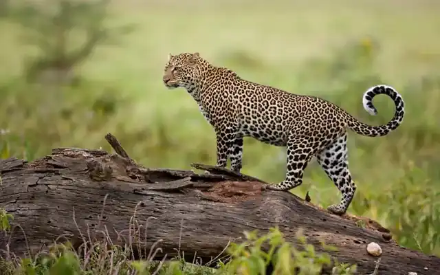Leopard standing on a fallen log in the Masai Mara