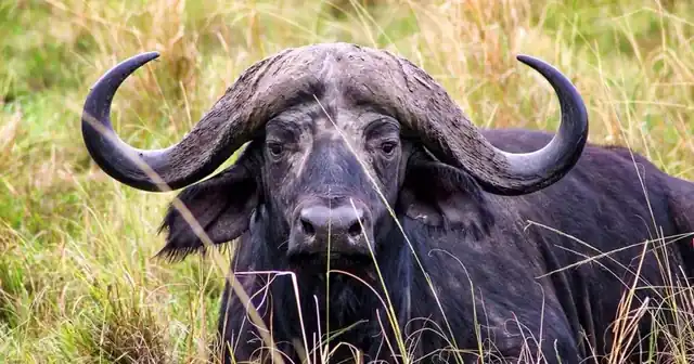 Cape buffalo bull in long grass in the Masai Mara