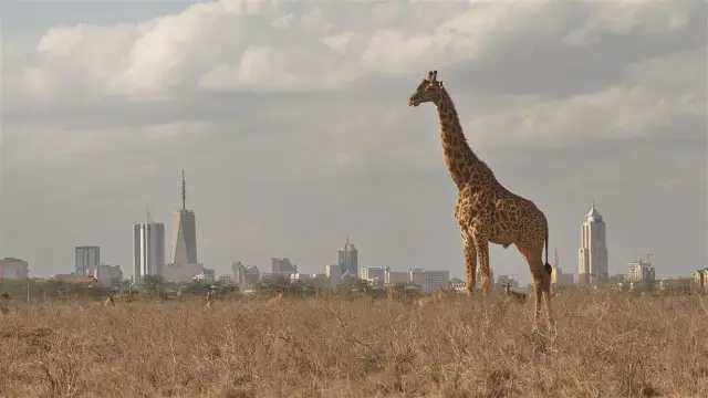 Giraffe standing in Nairobi National Park with the city skyline behind