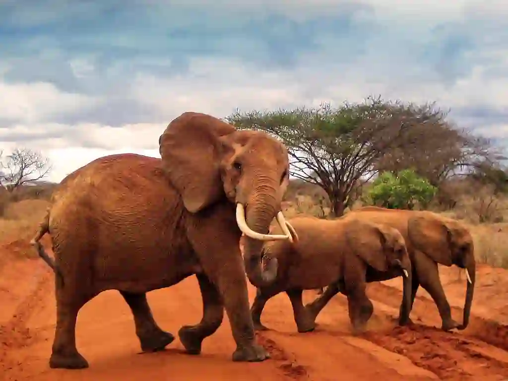 Dust-red elephants crossing a red earth road beneath acacia trees in Tsavo East