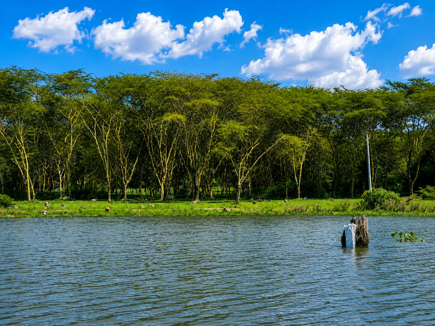 Yellow-barked acacia forest along the shore of Lake Naivasha