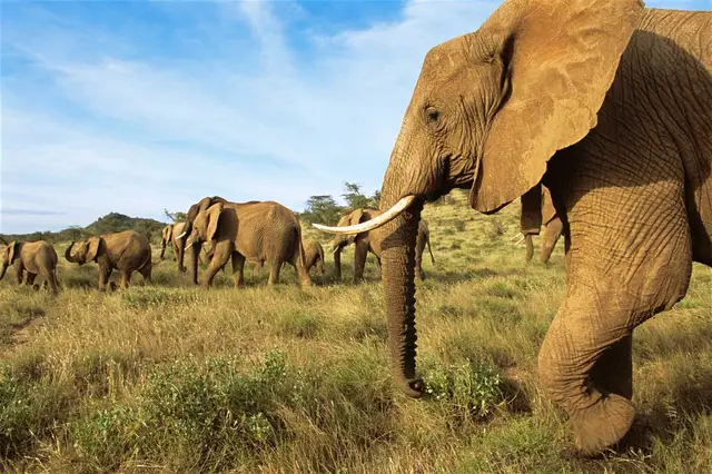 Elephant herd walking in single file across green savannah