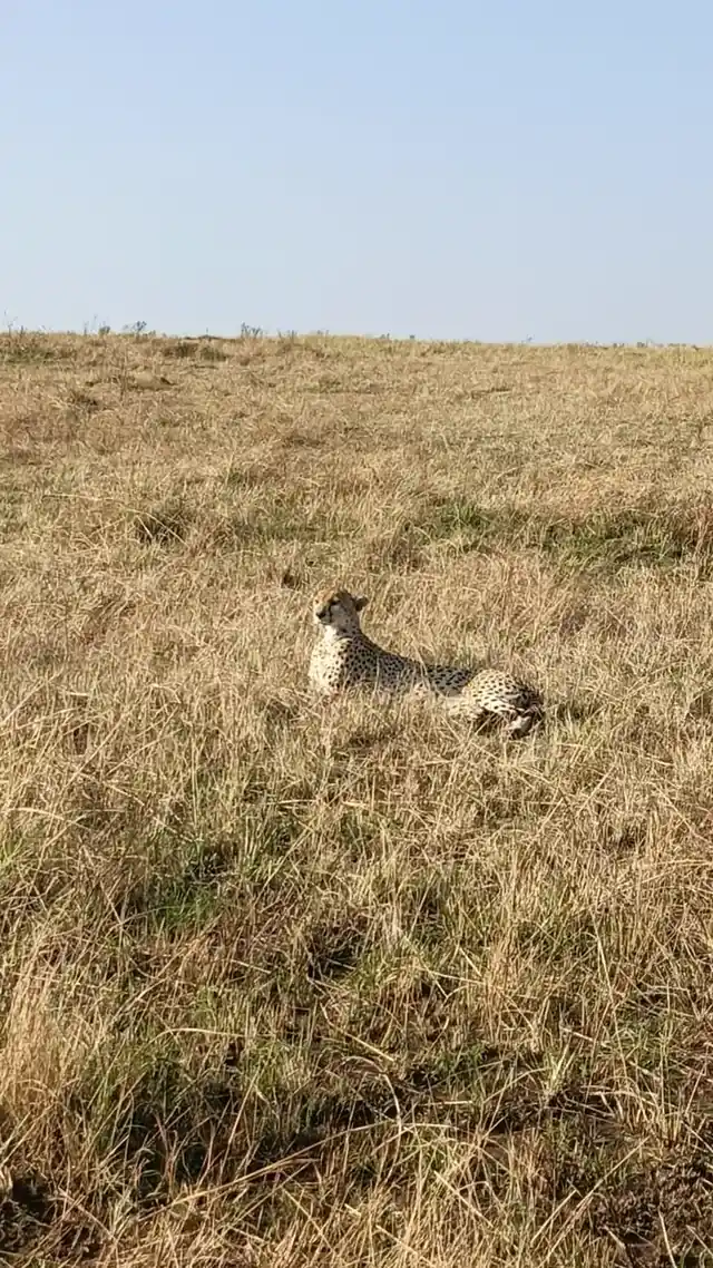Two cheetah resting on a grassy ridge in the Masai Mara