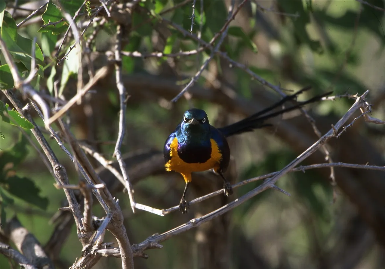 Golden-breasted starling with iridescent blue plumage perched on a bare branch in Tsavo East