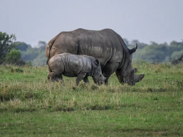 White rhino and her calf grazing side by side