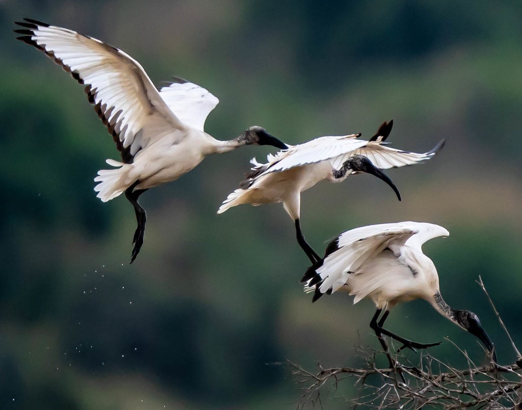 Birds of the Maasai Mara, Feathers · Colour · Flight