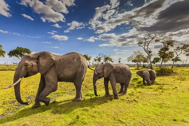 Herd of African elephants crossing the green Masai Mara plains