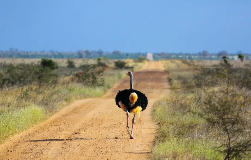 Male Somali ostrich striding down a red dirt track in Tsavo East
