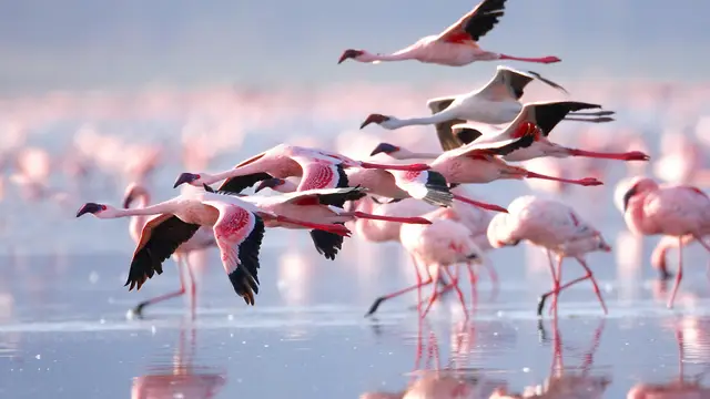 Lesser flamingos lifting off in flight across the shallow pink waters of the lake