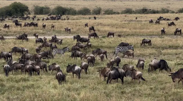 Thousands of wildebeest and zebra spread across the Maasai Mara during the great migration