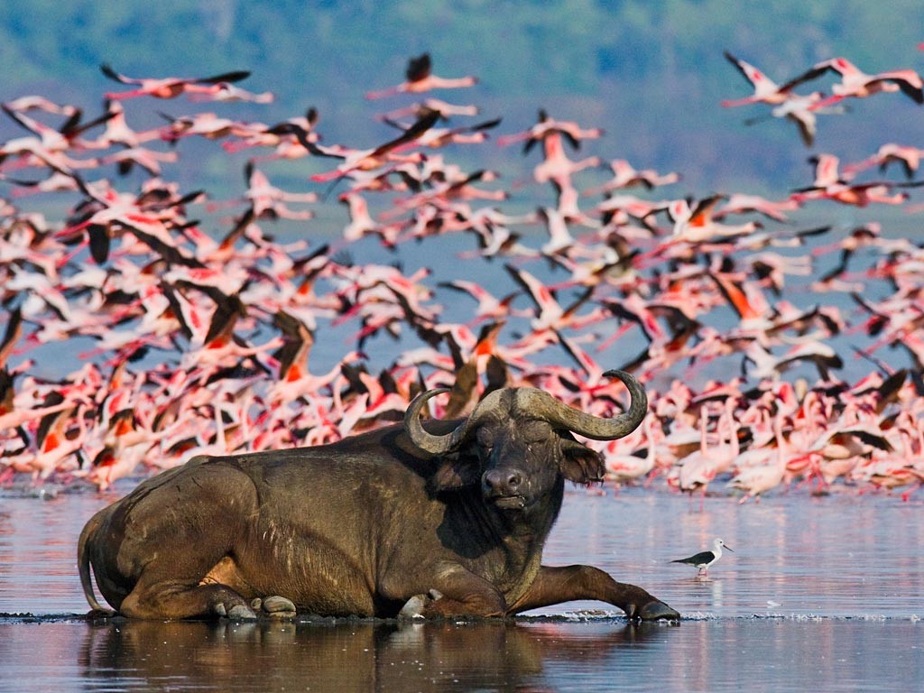 Animals of Lake Nakuru, Rare · Close · Remarkable