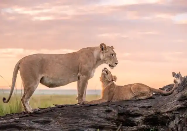 Lioness and cub on a fallen tree at sunrise in the Masai Mara