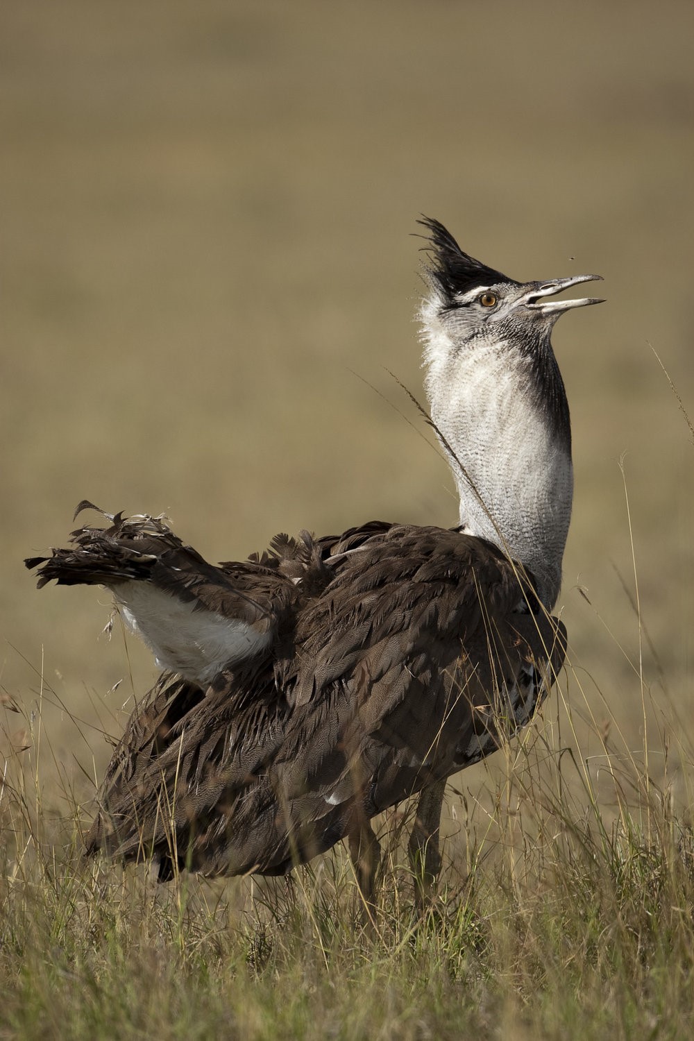 Birds of the Maasai Mara, Feathers · Colour · Flight