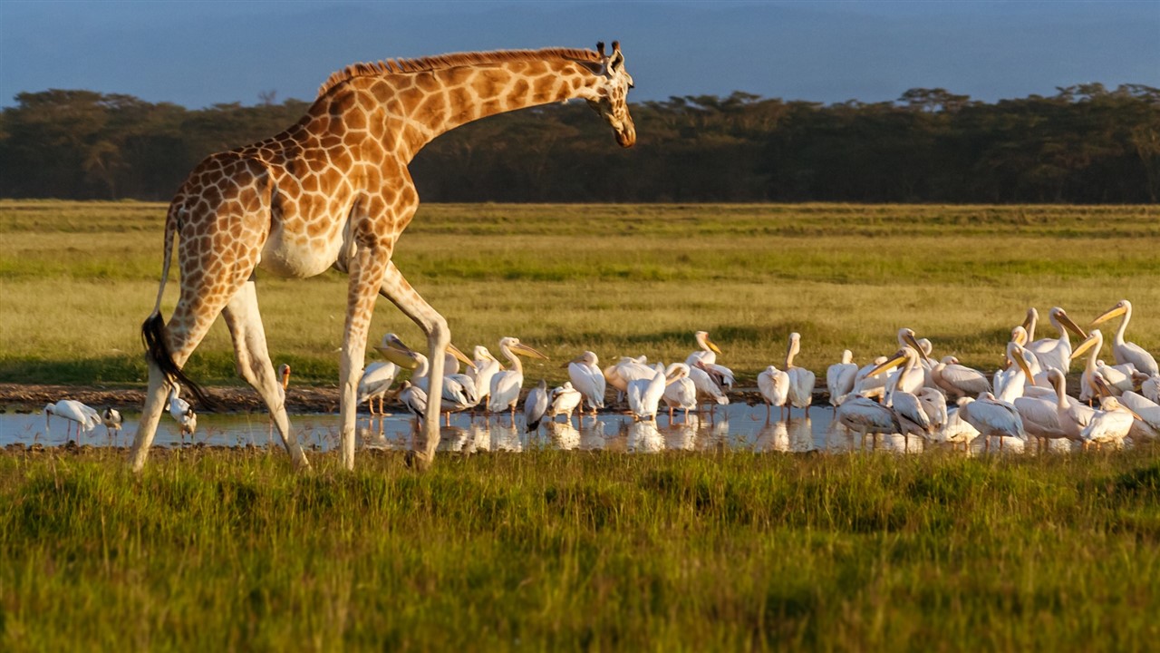 Animals of Lake Nakuru, Rare · Close · Remarkable