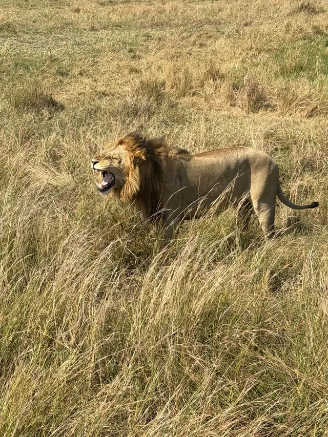 Male lion roaring in the long grass of the Maasai Mara