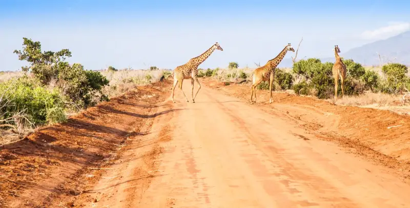 Giraffes crossing a red dirt road in Tsavo East National Park