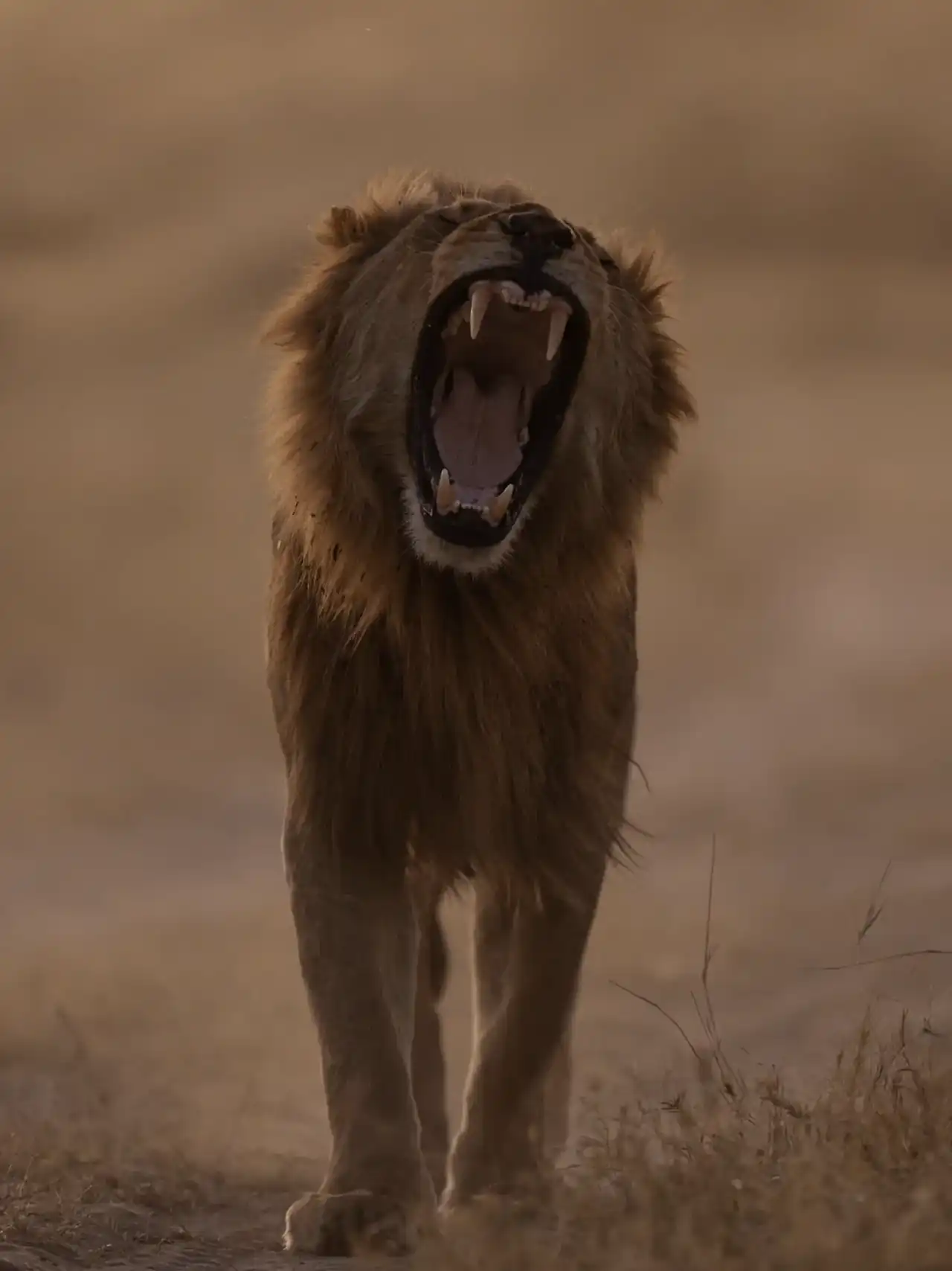 Male lion roaring in golden dust at first light in the Masai Mara