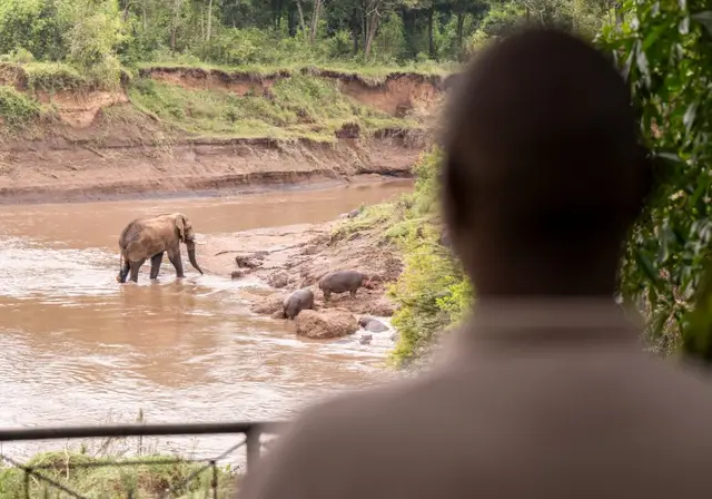 Guest watching an elephant and hippos in the Mara River from camp