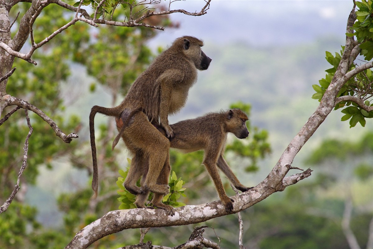 Wildlife beneath the dense Shimba Hills forest canopy