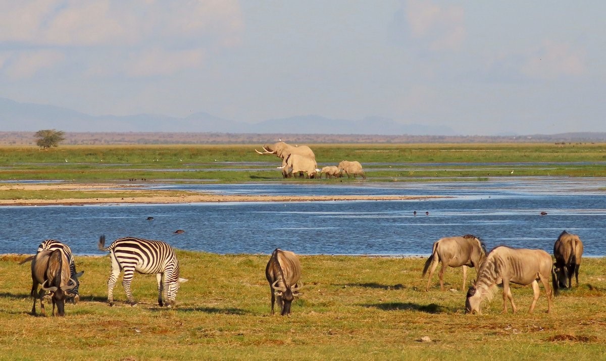 Animals of Lake Nakuru, Rare · Close · Remarkable