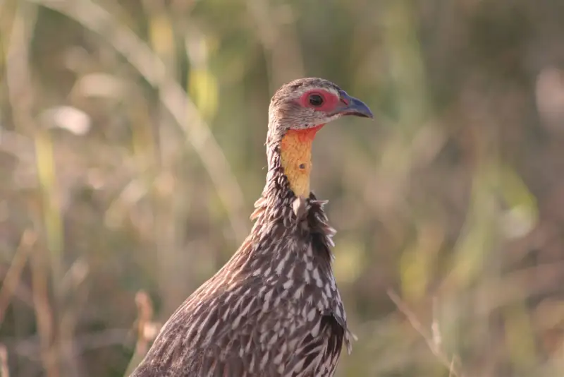 Yellow-necked spurfowl among golden savanna grasses in Tsavo East