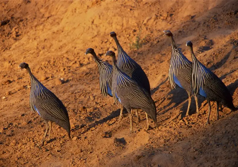 Vulturine guineafowl standing on red earth in golden light, Tsavo East