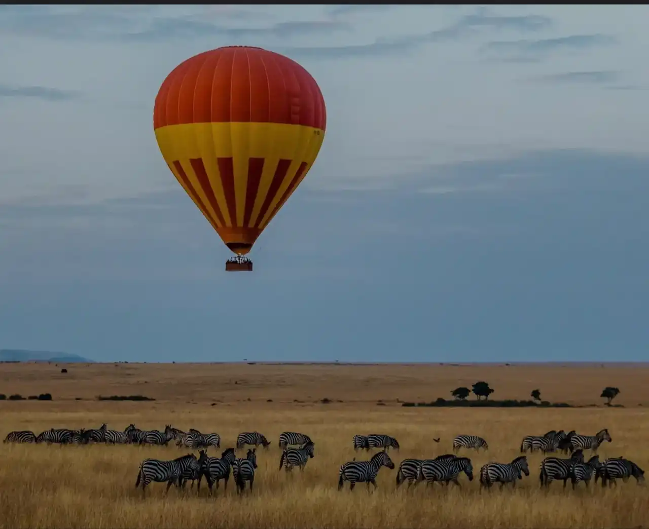 Mongolfiera che si libra sopra una mandria di zebre nelle pianure della Masai Mara all'alba