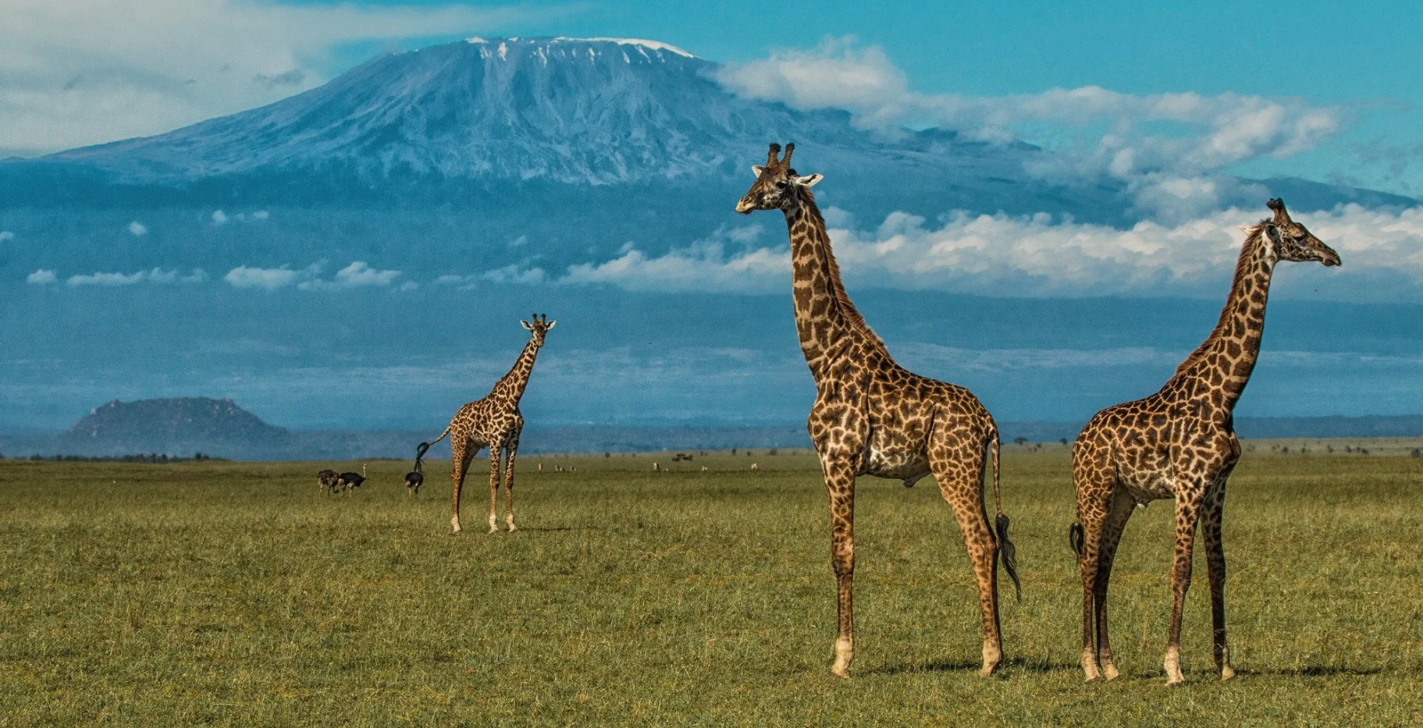 Three Maasai giraffe crossing the Amboseli plains with Mount Kilimanjaro rising behind them