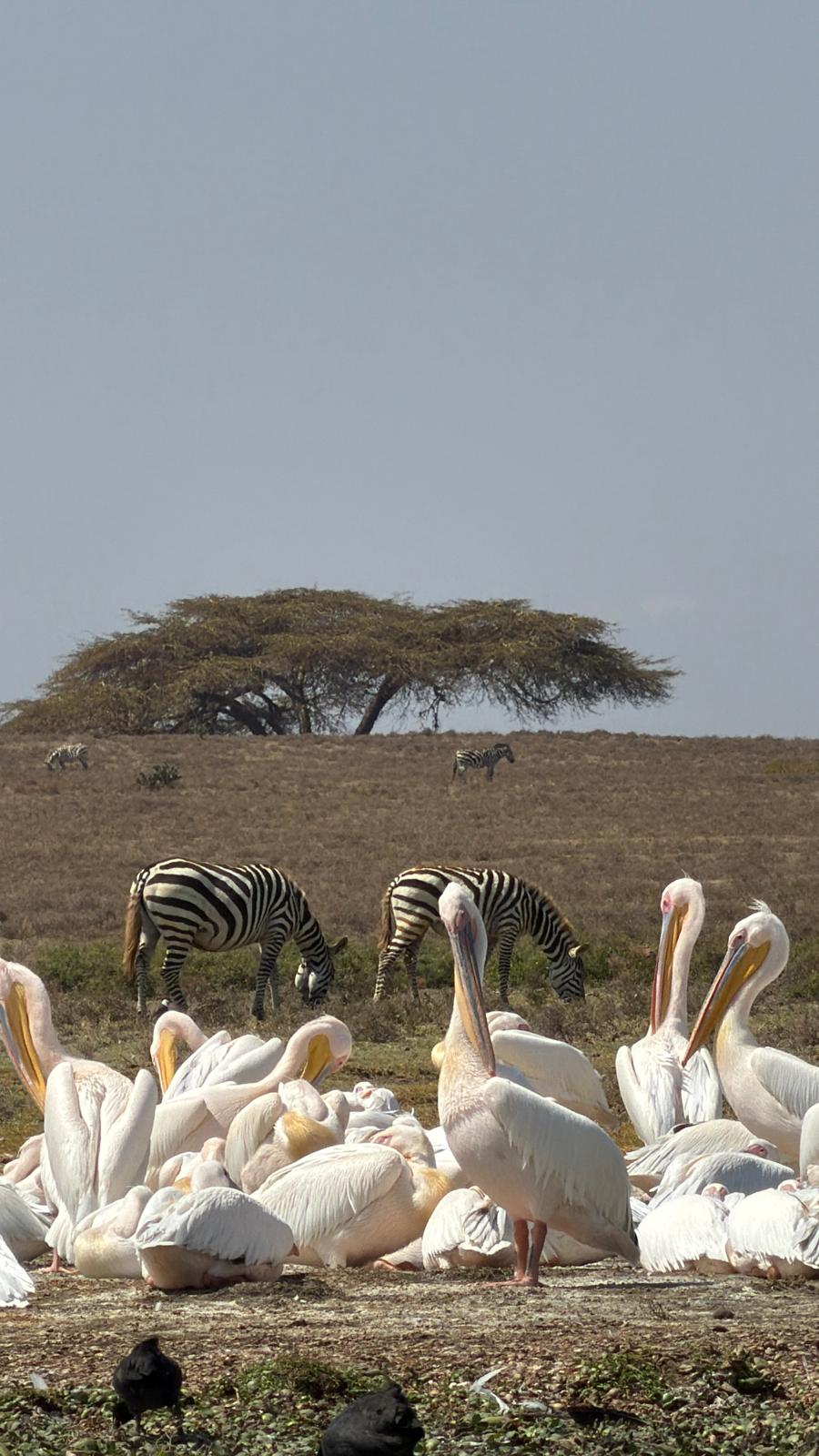 Zebra grazing beyond a colony of pelicans at Lake Nakuru