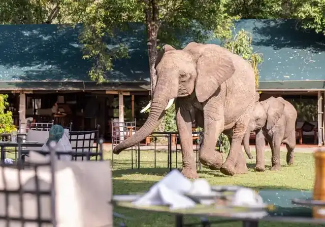Elephants walking past the open-air dining area at Governors' Camp