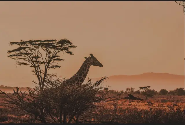 Giraffe silhouetted beside a flat-topped acacia against a burnt-orange sunset sky