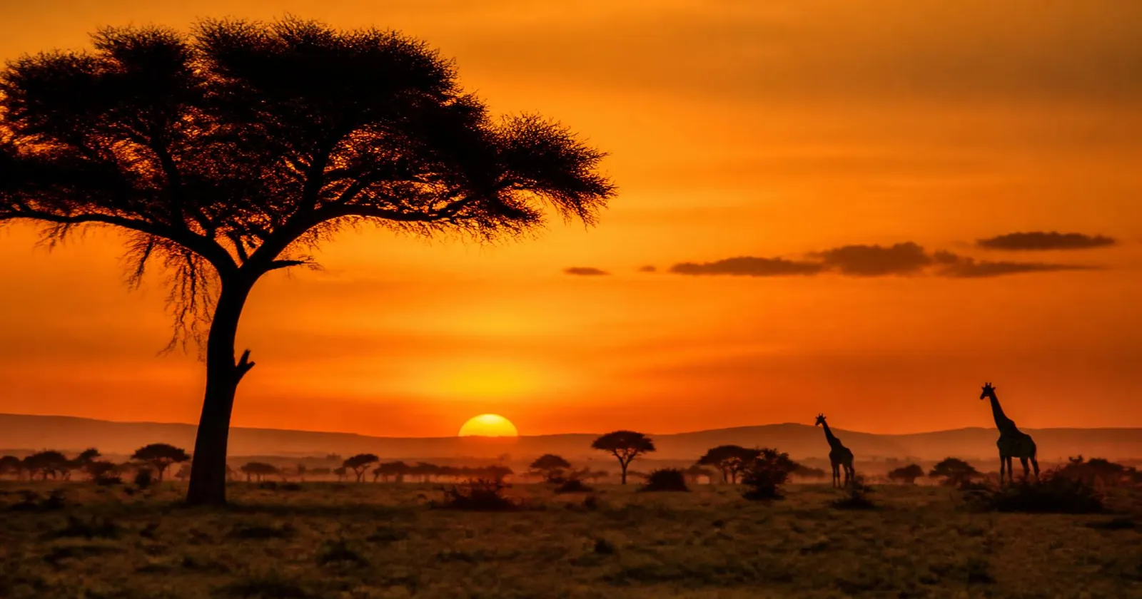 African savannah at sunset with silhouetted acacia trees and giraffes